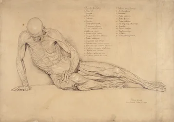 Ein Ecorche-Studie des sterbenden Galliers, 1840